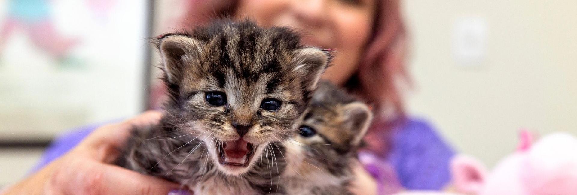 Two small kittens in the foreground with a smiling woman in the background